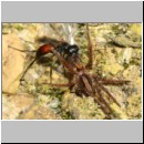 Priocnemis melanosoma - Wegwespe w11a 7mm mit Spinne - OS-Hollage-Lehmgrube-det.jpg